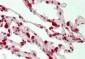 LTA4H / LTA4 Antibody (clone 8F4)